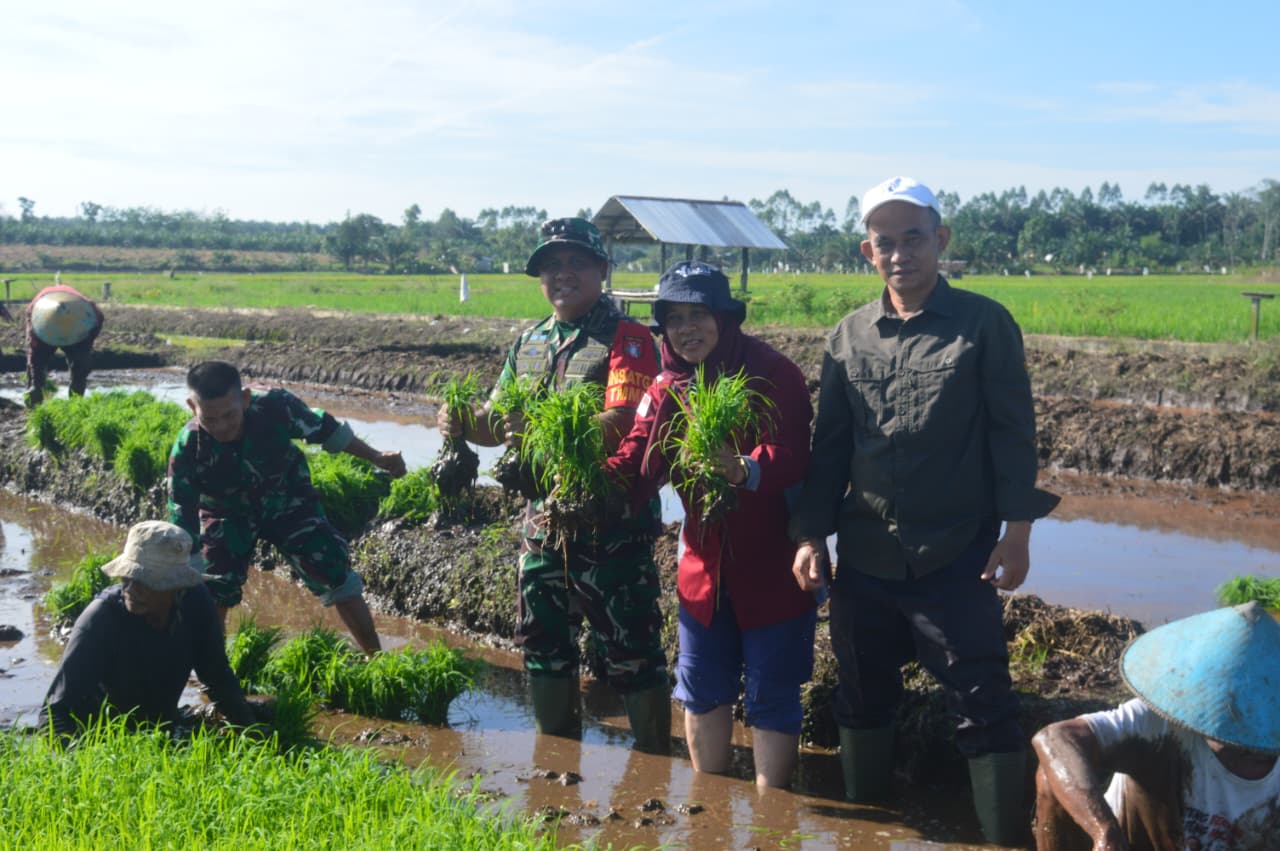 Semangat TMMD, Dandim 1014/Pbn Pimpin Tanam Padi Bersama Warga Berambai Makmur