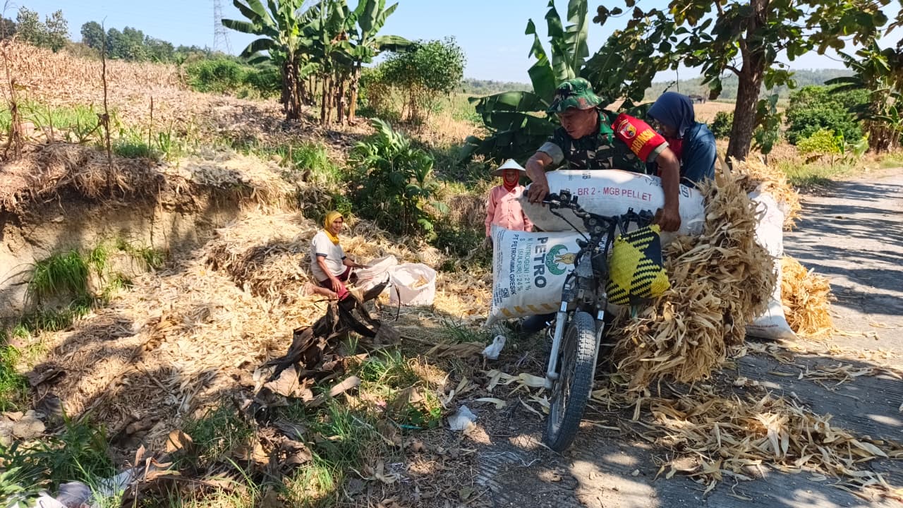 Gemerlap TMMD 129: Kisah Humanis Sertu Muin, Babinsa yang Terjang Sawah demi Bantu Pakan Ternak Warga