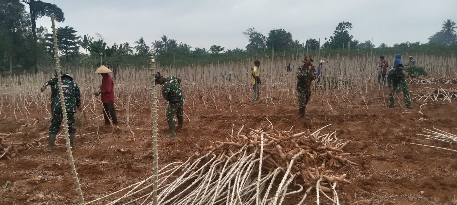 Akar Ketahanan di Tanah Sungkai: Kala Prajurit dan Petani Mencabut Umbi Pangan di Tengah Terik.